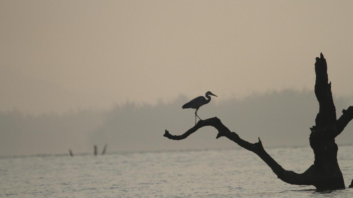 Kaiga Bird Marathon 2025: NPCIL Announces 17th Annual Avian Survey in Karnataka