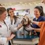 Virginia Tech Veterinarian deploys Unique Ocular Treatment to Preserve Dog's Sight After May Vision Loss