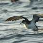 Jet Lag Disrupts Seabird Navigation During Trans-Atlantic Flights, Oxford Study Reveals
