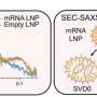 Breakthrough Nanoparticle Study Unlocks Cellular Entry and Immune Evasion Mechanisms