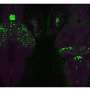 Breakthrough Binary Gene Switch Enables Independent Control of Multiple Cell Types
