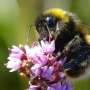 New biodiversity framework estimates what landscapes could support, not just what lives there