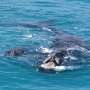 New study reveals behavioral shift in southern right whales' selection of nursing sites