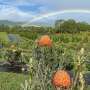 Innovative Protea Hybrids Developed in Hawaii Open New Horizons for Local Floriculture