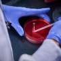 Novel Plant-Based Antimicrobial Offers Breakthrough in Poultry Antibiotic Resistance