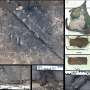 Rare Iron Age Celtic Helmet Excavated in Northeastern Poland Upends Historical Migration Theories