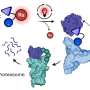 Breakthrough Science: Light-Activated Molecular Cages Promise Precision Drug Delivery