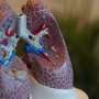 Breakthrough Technique Enhances RNA Extraction from Precision-Cut Lung Slices