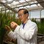 Rice plants can fight off devastating disease after gene editing with AI-designed tool