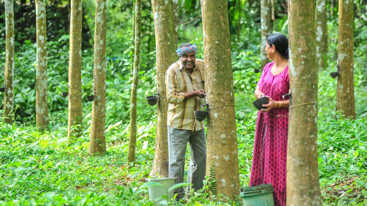 Rubber Board turns to digital platform to revive untapped plantations