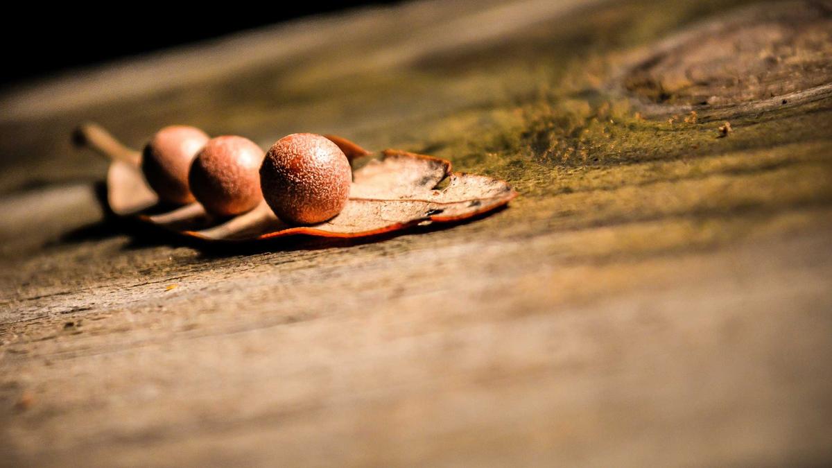 Bridging Modernity and Heritage: Northeast India Fights to Preserve Endangered Indigenous Oral Traditions