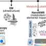 Breakthrough Nanoscale Imaging Unlocks Hidden Cellular Ecosystem Inside Human Milk