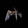 Scientists reveal the staggering number of bat deaths at wind turbines