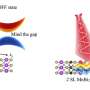 Scientists uncover new way to control magnetism and topology using light in atomically thin materials