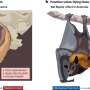 Silent Crisis: Declining Bat Populations Threaten Global Ecosystems Despite Remaining Widespread