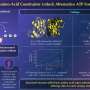 Revolutionary Biochemical Discovery Reveals Ancient Enzymes Generated Cellular Energy Without Key Amino Acid