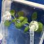 University of Florida-Led Experiment on Space Station Investigates Plant Disease Risks for Moon and Mars Missions