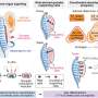 Spatial Mapping Breakthrough Illuminates Human Urogenital Organ Codevelopment During Embryogenesis