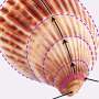 The mathematics of growing a shell—recreating diverse mollusk shells with just three inputs