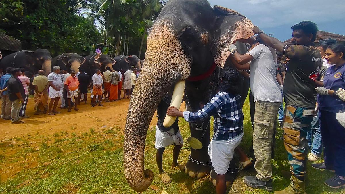 Thrissur MLA seeks urgent action to ease shortage of captive elephants in Keralam