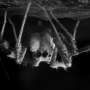 Jumping Spiders Exhibit REM-Like Sleep Stages, Redefining Animal Cognition and Rest