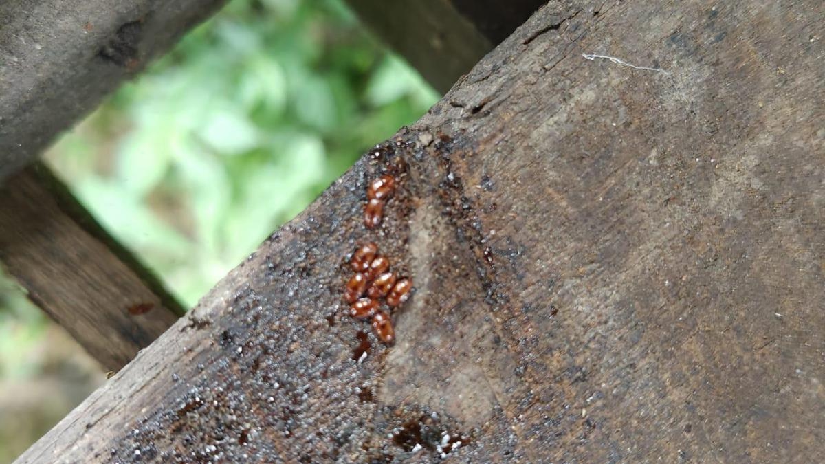 Karnataka Beekeepers Battling Invasive Small Hive Beetle Threat for Two Years
