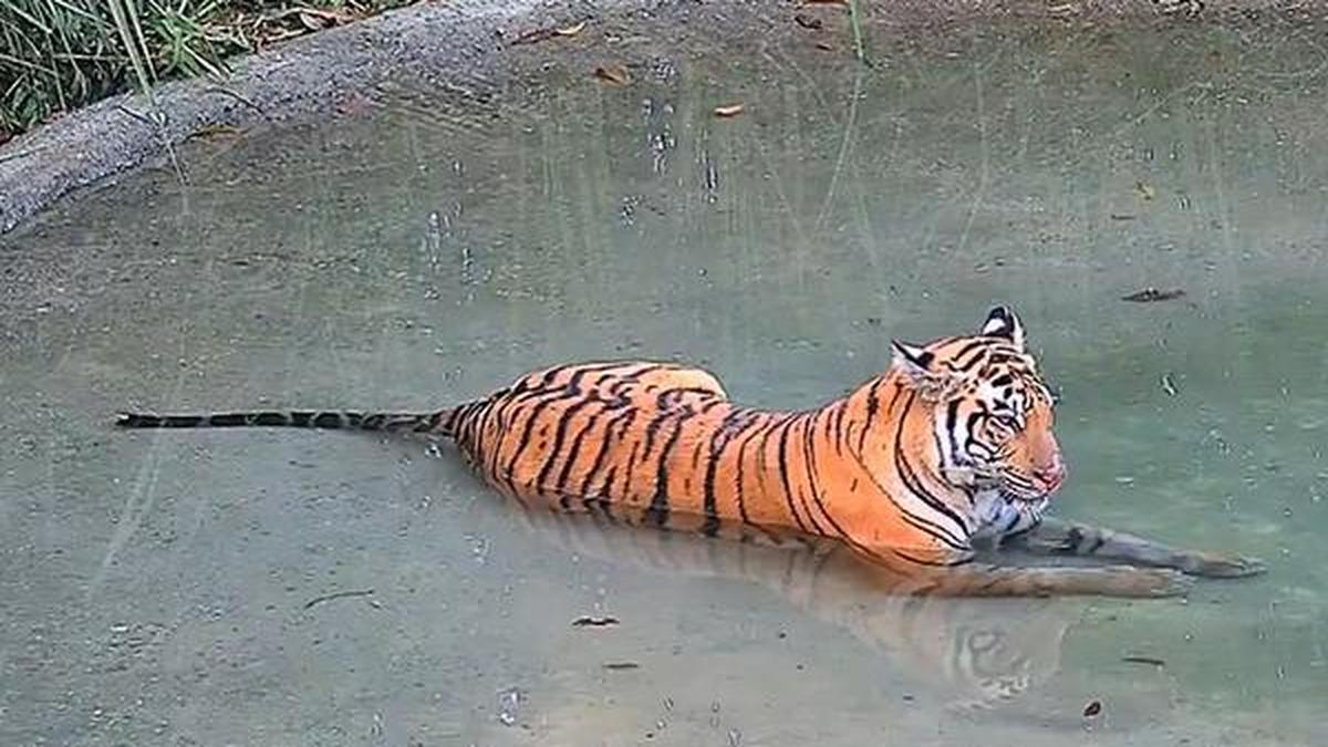 West Bengal Launches High-Stakes Mission to Retrieve Wandering Tigress from Assam