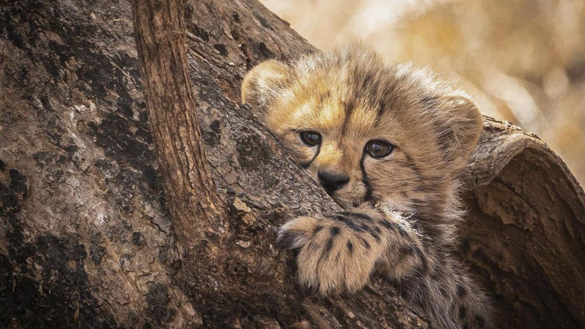 Kuno Cheetah Cub Shooting Sparks National Crisis for India's Reintroduction Initiative