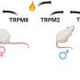 Biological Heat: Female Mice Possess Nerve Sensors Calibrated for Warmer Environments, Study Reveals
