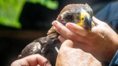 Rare Golden Eagle Chick Hatches on Southern Scottish Grouse Moor in Conservation Milestone