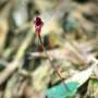 Global Wild Orchid Populations Face Severe Threats as Protection Efforts Lag Behind