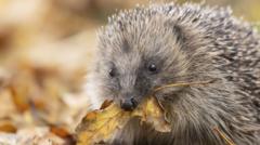 Will a new strategy help protect Northern Ireland's nature?